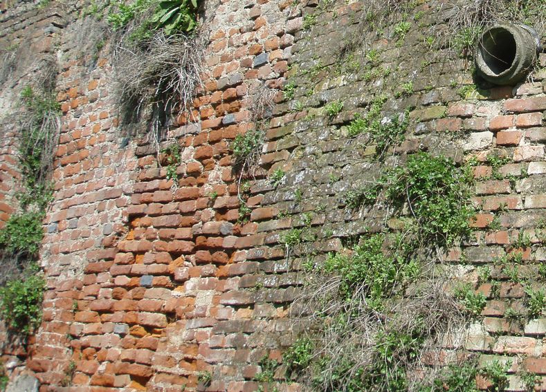 Alcune foto di biacchi in natura